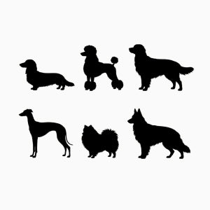 その他の犬種